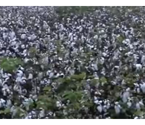 同样是种植抗虫棉，我国成为棉花生产大国，为什么印度会失败