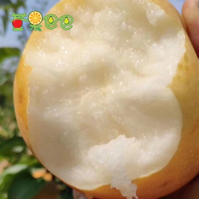 【烟台莱阳梨】潴河弯畔水润莱阳秋月梨果园5斤装甜脆汁皮薄大梨图1