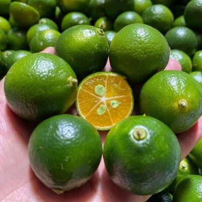 海南小金桔小青桔新鲜皮薄多汁小青柠青金桔柠檬奶茶水果5斤批发图2