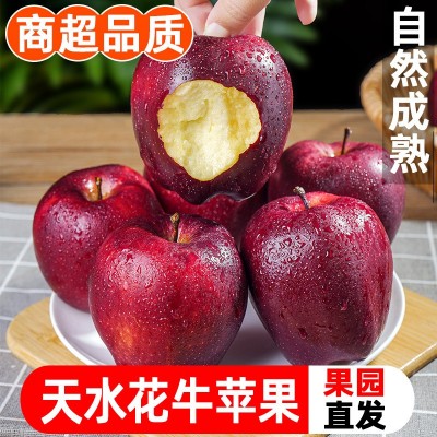 甘肃天水花牛苹果10斤新鲜水果整箱包邮糖心当季红蛇粉面平果丑果图4