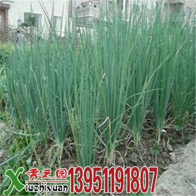 批发蔬菜种子四季小香葱大葱洋葱约100粒按斤家庭阳台菜园图4