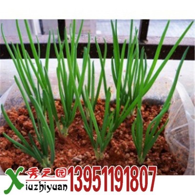 批发蔬菜种子四季小香葱大葱洋葱约100粒按斤家庭阳台菜园图2