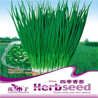 批发蔬菜种子四季小香葱大葱洋葱约100粒按斤家庭阳台菜园图3