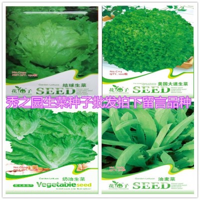 批发彩包蔬菜种子 奶油生菜种子500粒一包四季易播 量大按斤批发图2