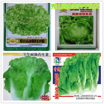 批发彩包蔬菜种子 奶油生菜种子500粒一包四季易播 量大按斤批发图3