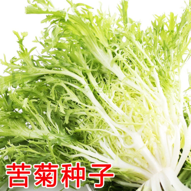 苦菊