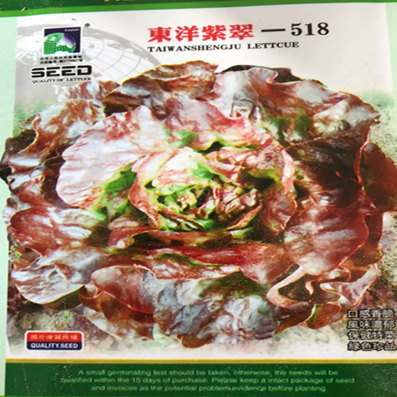 东洋紫脆生菜