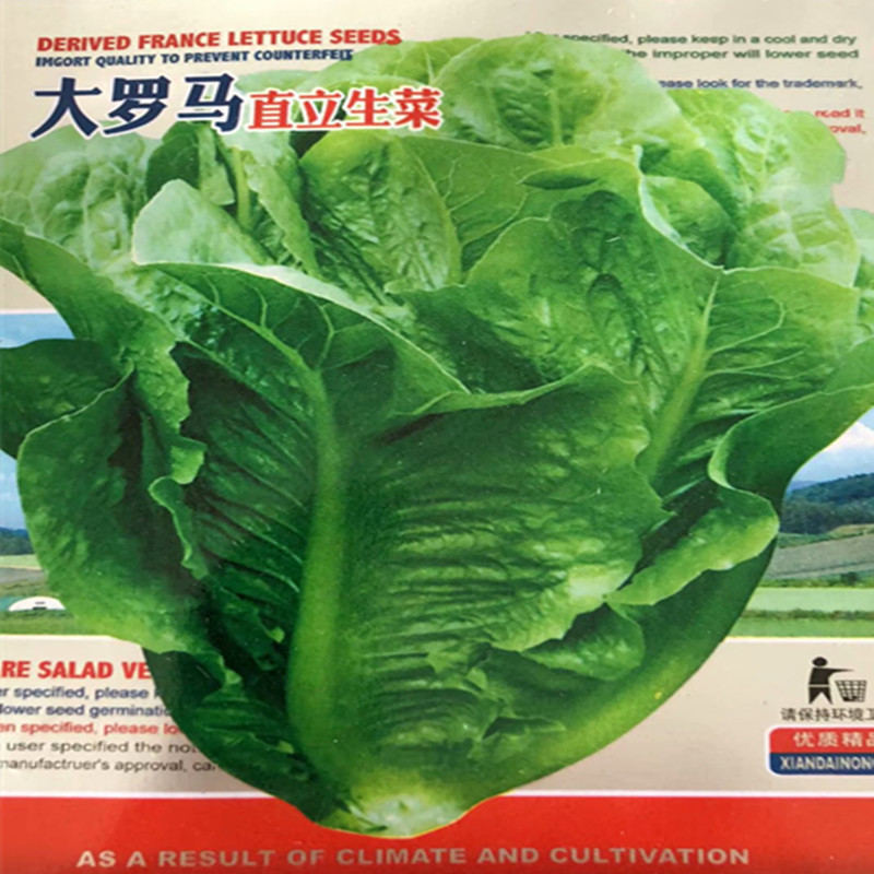 耐抽苔生菜