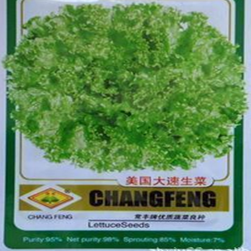 大速生菜
