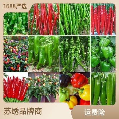 批发辣椒种子杭椒一号朝天椒线椒甜椒种子早熟辣味浓适合大面积种