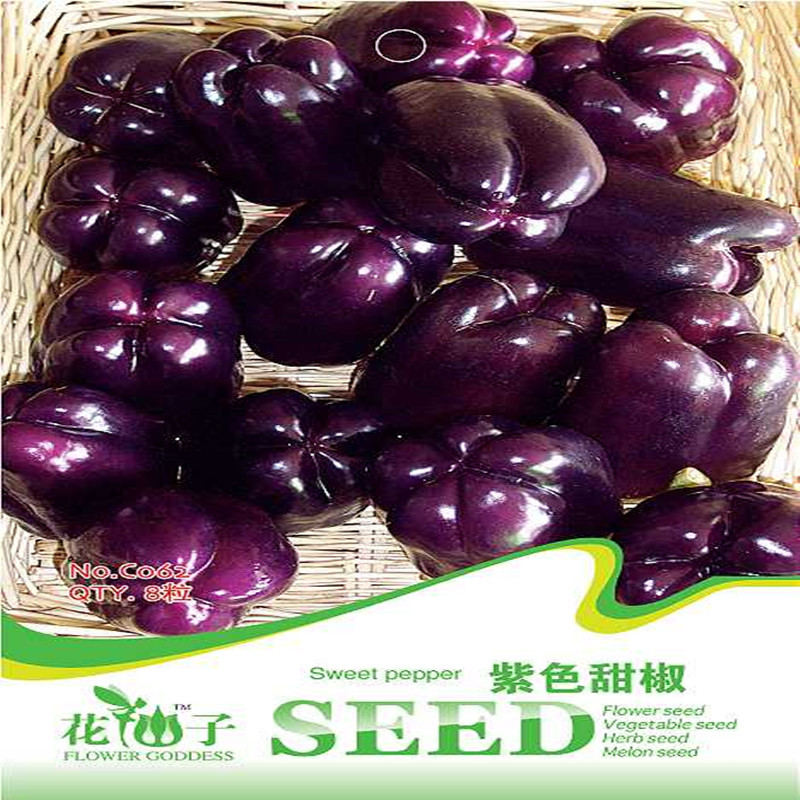 紫色甜椒