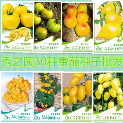 批发四季蔬菜30种番茄种子 紫圣女果种子西红柿 20粒一包小西红柿图4
