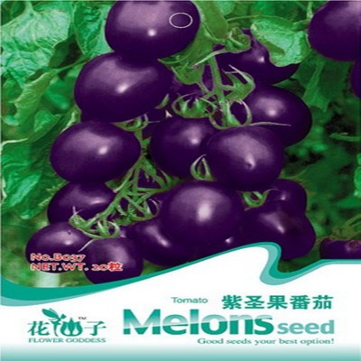 批发四季蔬菜30种番茄种子 紫圣女果种子西红柿 20粒一包小西红柿图2
