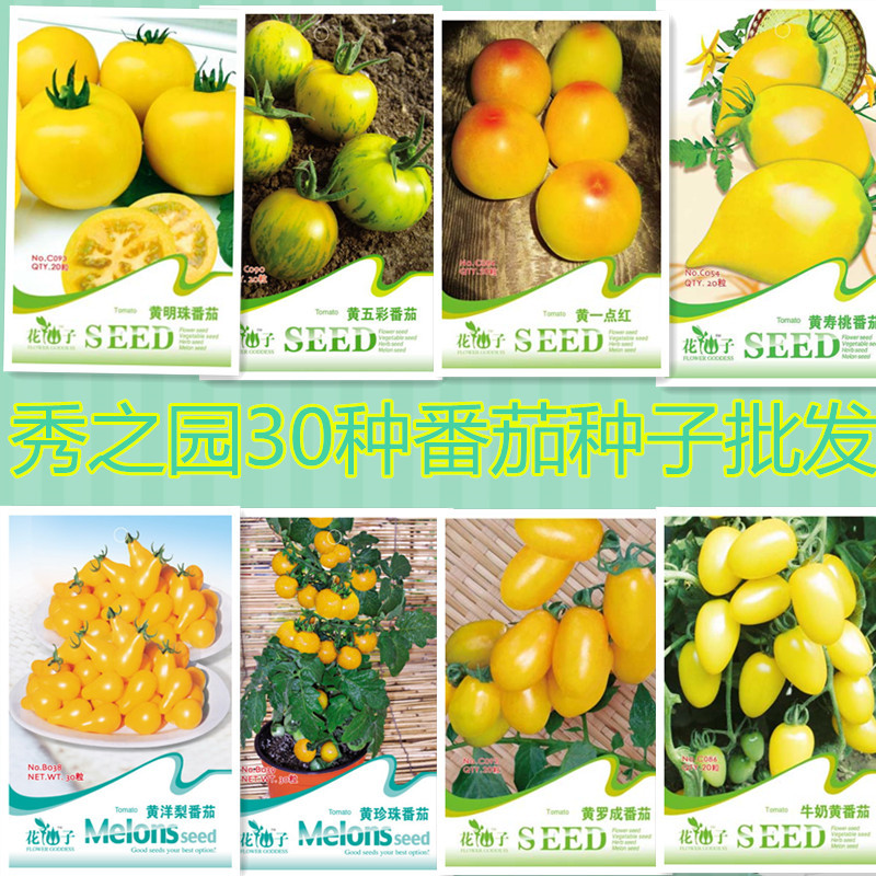 紫圣果番茄