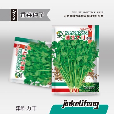 香菜种子速生大叶芫荽种籽四季易种蔬菜种农家老品阳台菜园菜籽种图2