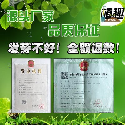 香菜种子速生大叶芫荽种籽四季易种蔬菜种农家老品阳台菜园菜籽种图3