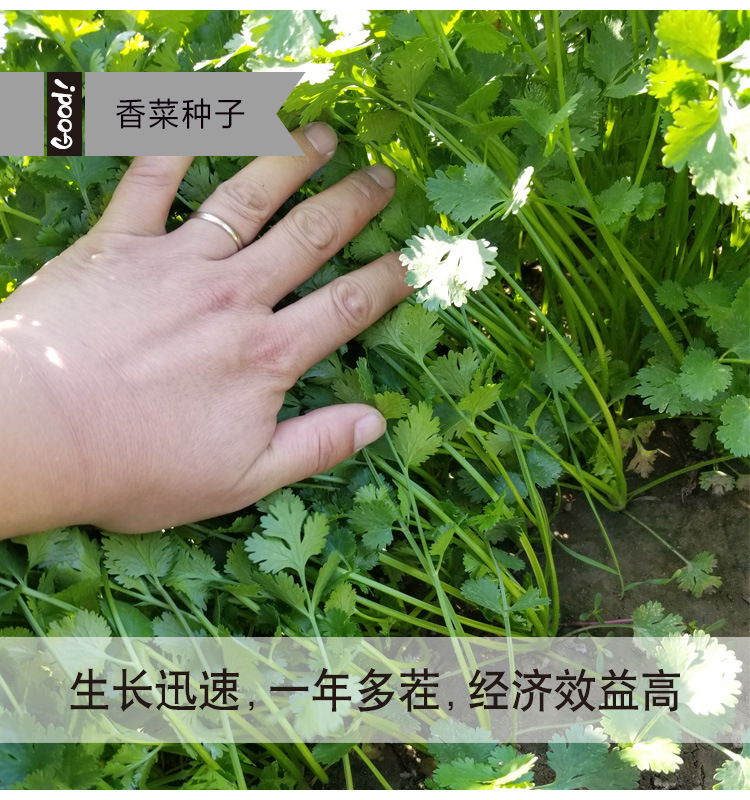 香菜03-2