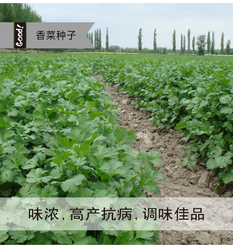 香菜03-1