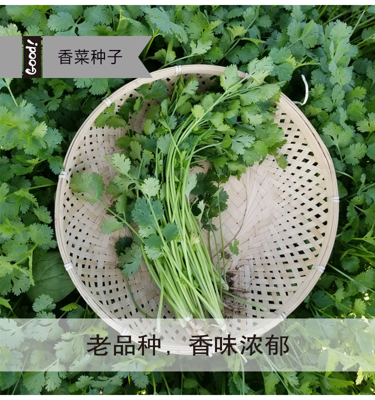 香菜03-3
