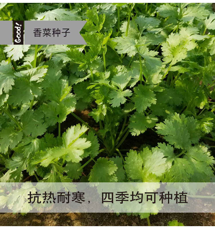 香菜03-4