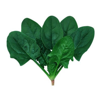 耐抽苔菠菜种子抗热耐寒深绿大叶圆叶蔬菜种籽四季播种易种菜籽种图4