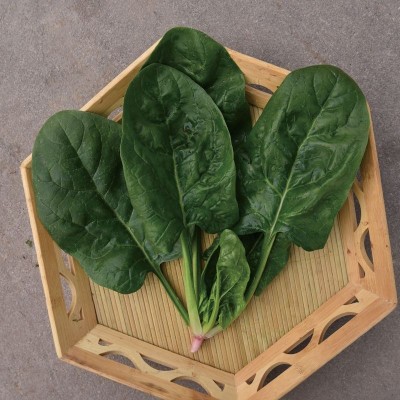 耐抽苔菠菜种子抗热耐寒深绿大叶圆叶蔬菜种籽四季播种易种菜籽种图5