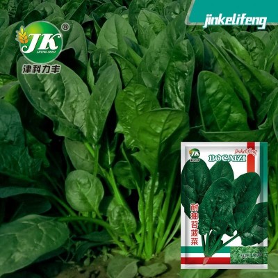 耐抽苔菠菜种子抗热耐寒深绿大叶圆叶蔬菜种籽四季播种易种菜籽种