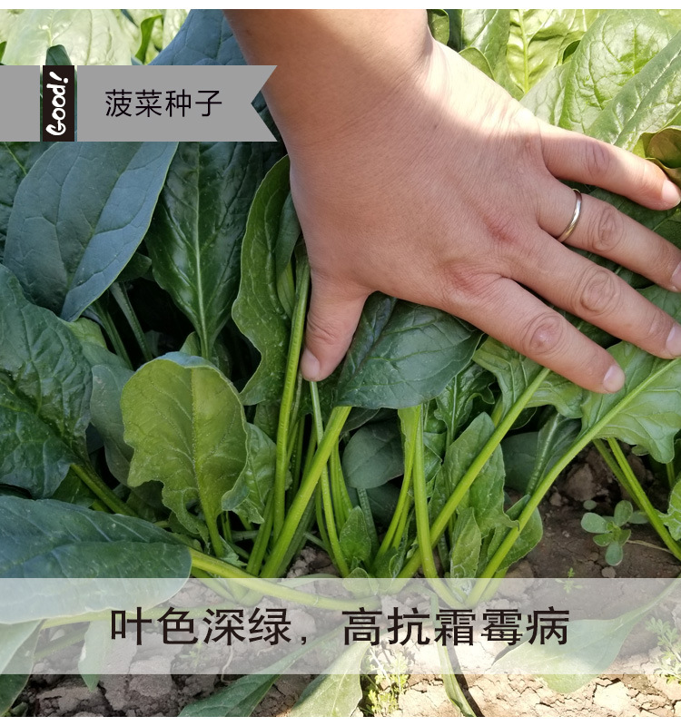 菠菜03-4