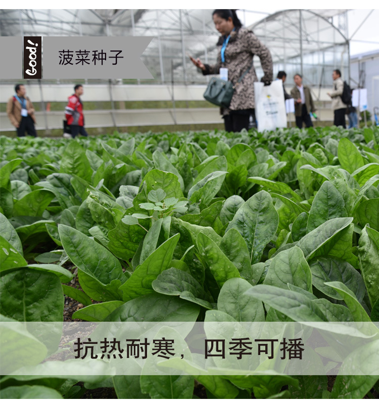 菠菜03-5