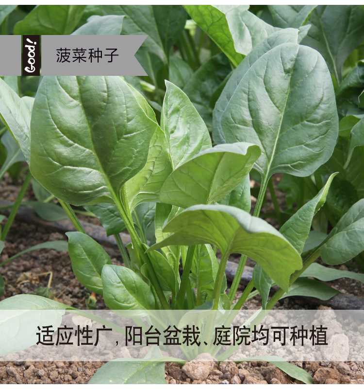 菠菜03-6