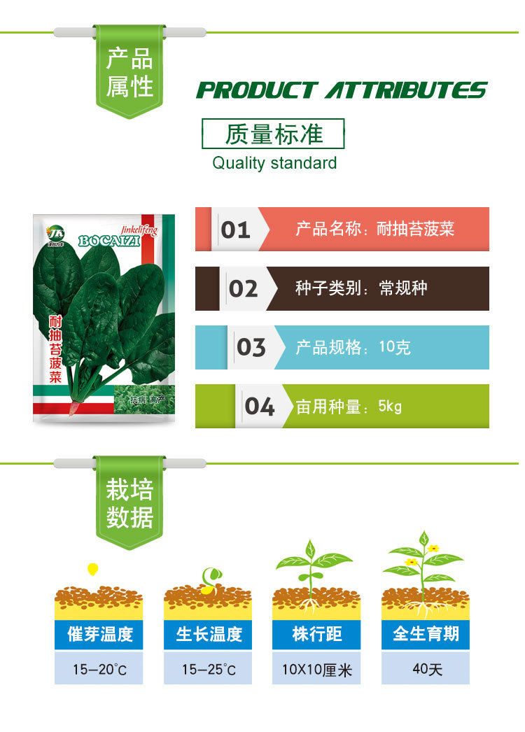 耐抽苔菠菜1