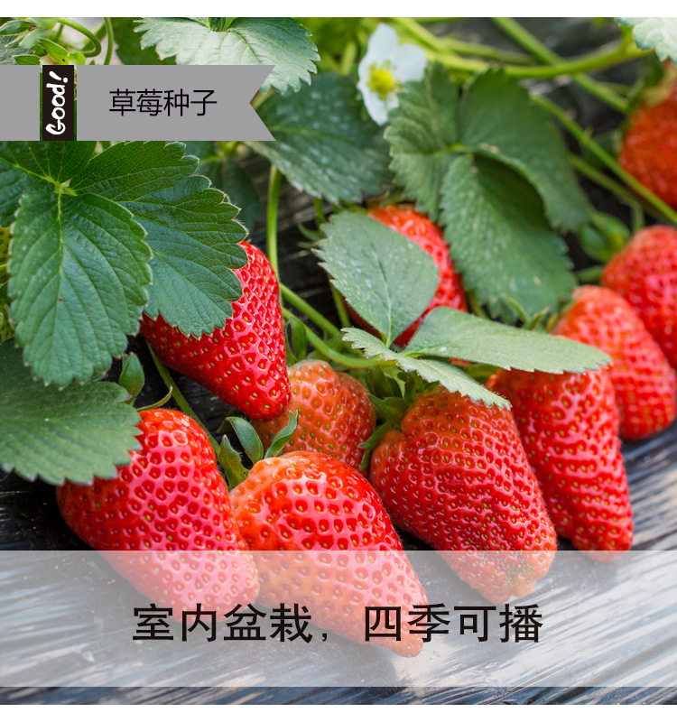 奶油草莓03-1