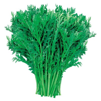 小叶茼蒿种子皇帝菜种籽光杆蒿子秆四季播阳台盆栽庭院蔬菜种子图5