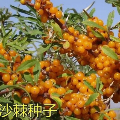 批发沙棘种子 林灌木种子沙棘醋柳酸刺耐旱抗风沙园林绿化种子图3