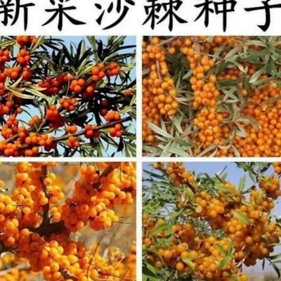 批发沙棘种子 林灌木种子沙棘醋柳酸刺耐旱抗风沙园林绿化种子图2