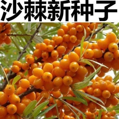 批发沙棘种子 林灌木种子沙棘醋柳酸刺耐旱抗风沙园林绿化种子图4