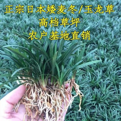 厂家批发矮麦冬苗 矮化麦冬草 矮脚麦冬草玉龙草四季常青庭院别墅图2