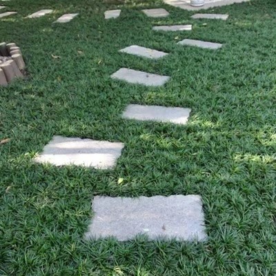 厂家批发矮麦冬苗 矮化麦冬草 矮脚麦冬草玉龙草四季常青庭院别墅图3