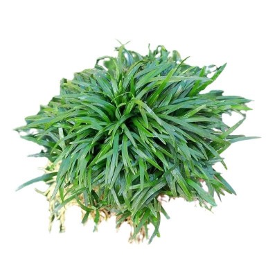 厂家批发矮麦冬苗 矮化麦冬草 矮脚麦冬草玉龙草四季常青庭院别墅图5