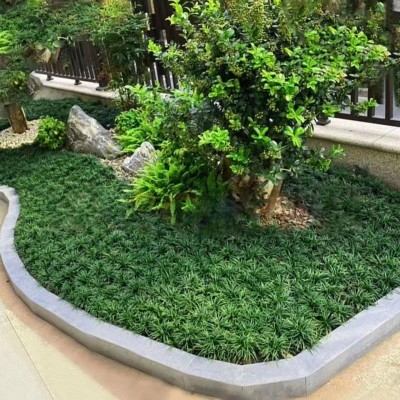厂家批发矮麦冬苗 矮化麦冬草 矮脚麦冬草玉龙草四季常青庭院别墅图4