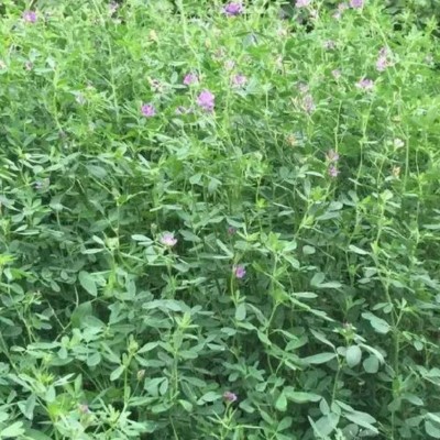 进口牧草批发紫花苜蓿种子 高产源头厂家牧草籽高蛋白牧草花生草图3