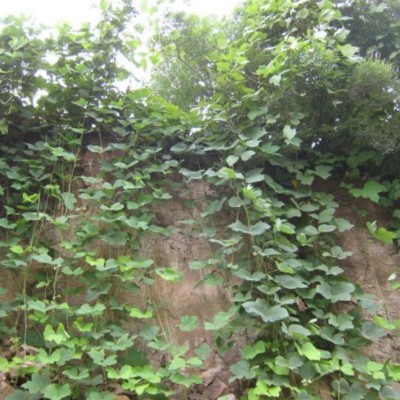 批发葛藤种子爬山虎牵牛花油麻藤山边坡矿区绿化护坡爬藤植物种籽图2