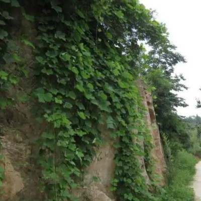 批发葛藤种子爬山虎牵牛花油麻藤山边坡矿区绿化护坡爬藤植物种籽图3
