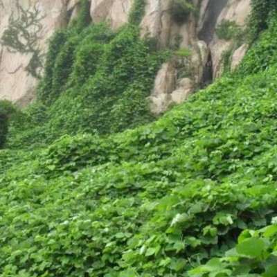 批发葛藤种子爬山虎牵牛花油麻藤山边坡矿区绿化护坡爬藤植物种籽图4