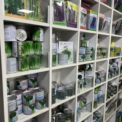 厂家专供及美88菠菜种子 农田种杂交可盆栽大圆叶肉厚菠菜蔬菜籽图4