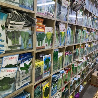 厂家黑帅青菜蔬菜种子水培蔬菜无土栽培耐高温成熟快青菜种子批图4