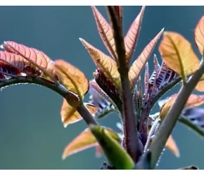 餐桌上的“天价蔬菜”：香椿有啥过人之处？这么贵咋没人种？