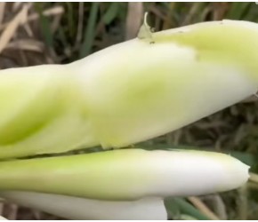 秋后大量上市的八种应季蔬菜，不仅价格便宜，农药残留基本为零