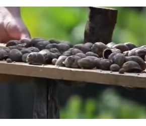 养殖蜗牛有多赚钱？蜗牛全身都是宝，蜗牛黏液竟能做化妆品！