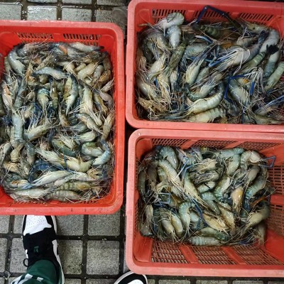 冰鲜罗氏沼虾生冻罗氏虾冷冻大头虾饭店酒楼自助餐厅批发商用零售图2